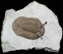 Large Asaphus Kowalewskii Trilobite - #30899-1